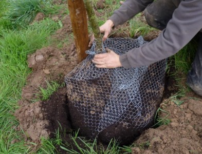 Plantation d’un jeune arbre, les racines protégées par un grillage.