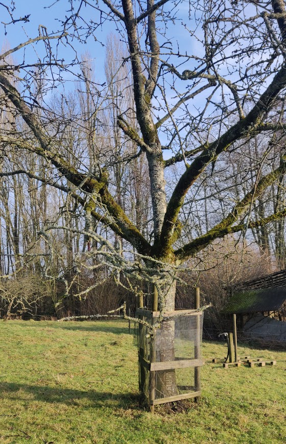 Arbre du verger protégé par une cage en bois, dans un pré.